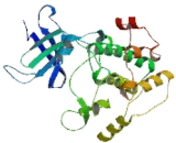 Ribosomal Protein S6 Kinase Beta 1 (RPS6Kb1)