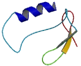 SPARC Related Modular Calcium Binding Protein 1 (SMOC1)