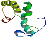 Secreted Frizzled Related Protein 1 (SFRP1)