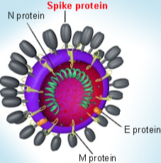 Spike Protein (SP)