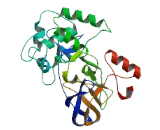 Trithorax Related Protein 4 (ATXR4)