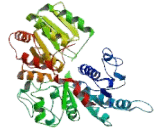 UDP Glucuronosyltransferase 1 Family, Polypeptide A7 (UGT1A7)