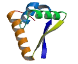 Ubiquitin Protein Ligase E3 Component N-Recognin 1 (UBR1)