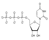 Uridine Triphosphate (UTP)