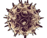 Varicella Zoster Virus (VZV)