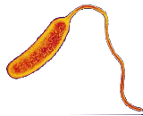 Vibrio Cholerae (VC)