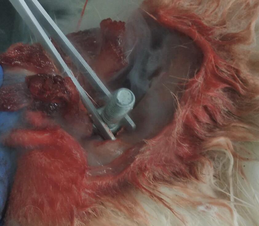 Femoral necrosis induced by liquid nitrogen freezing