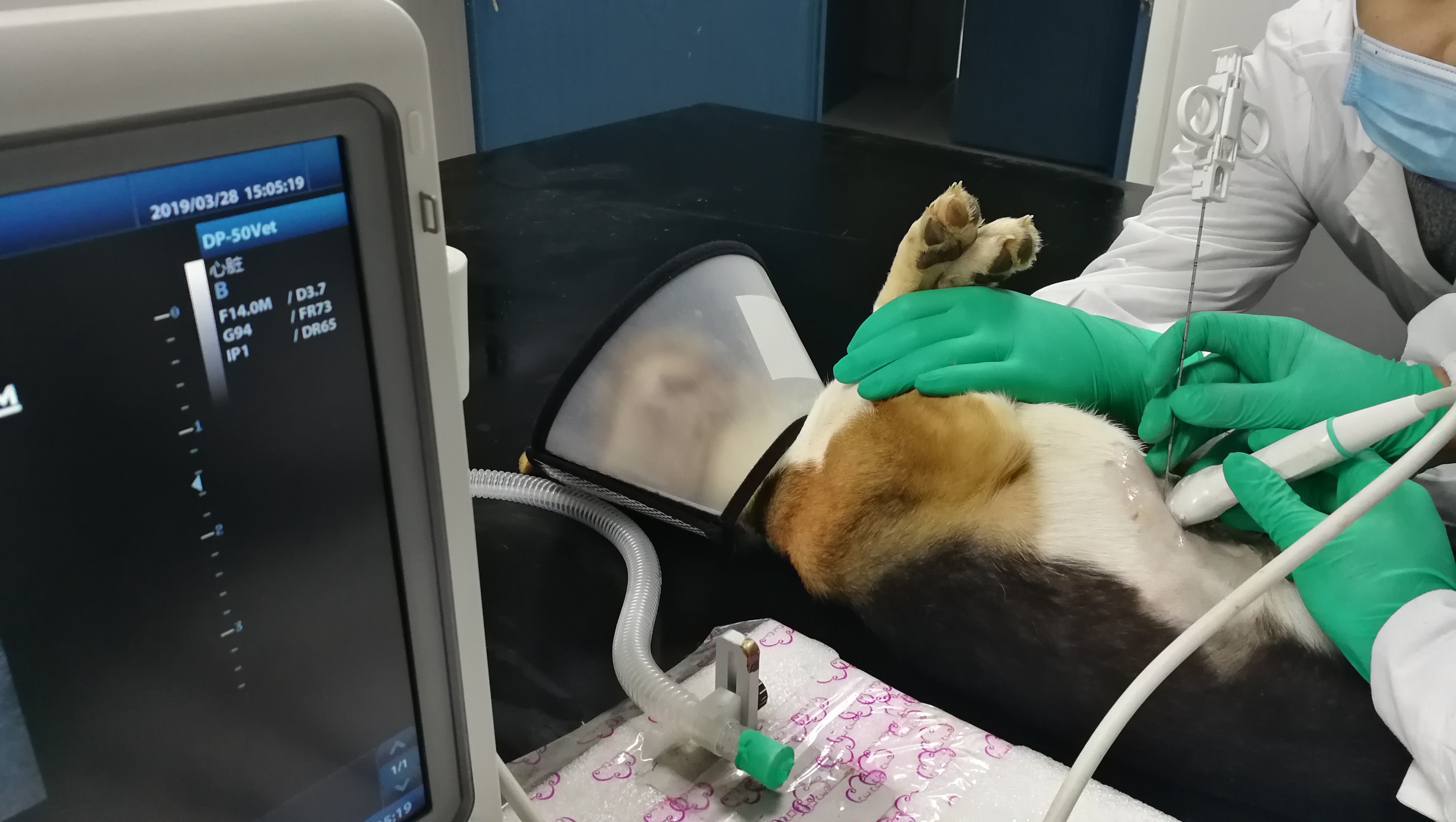 Liver biopsy in dogs under the guidance of B-ultrasound