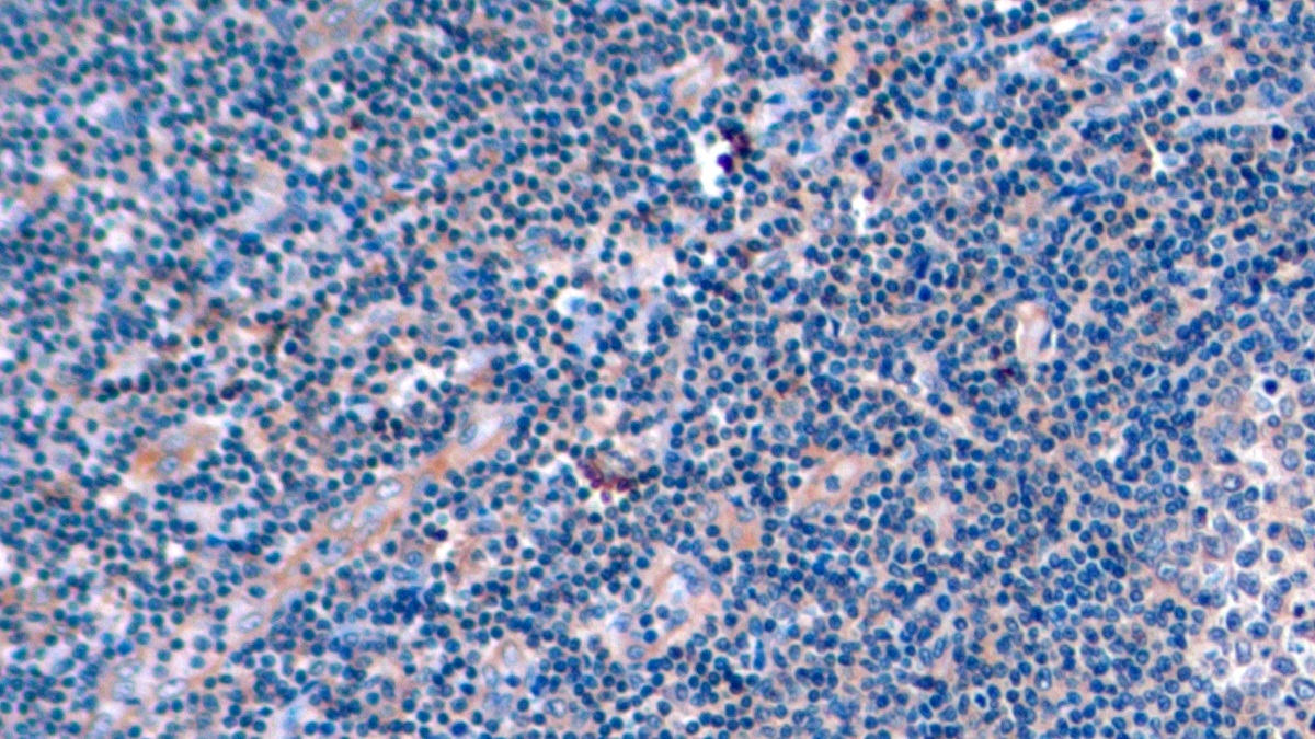 APC-Linked Anti-Cluster Of Differentiation 4 (CD4) Monoclonal Antibody