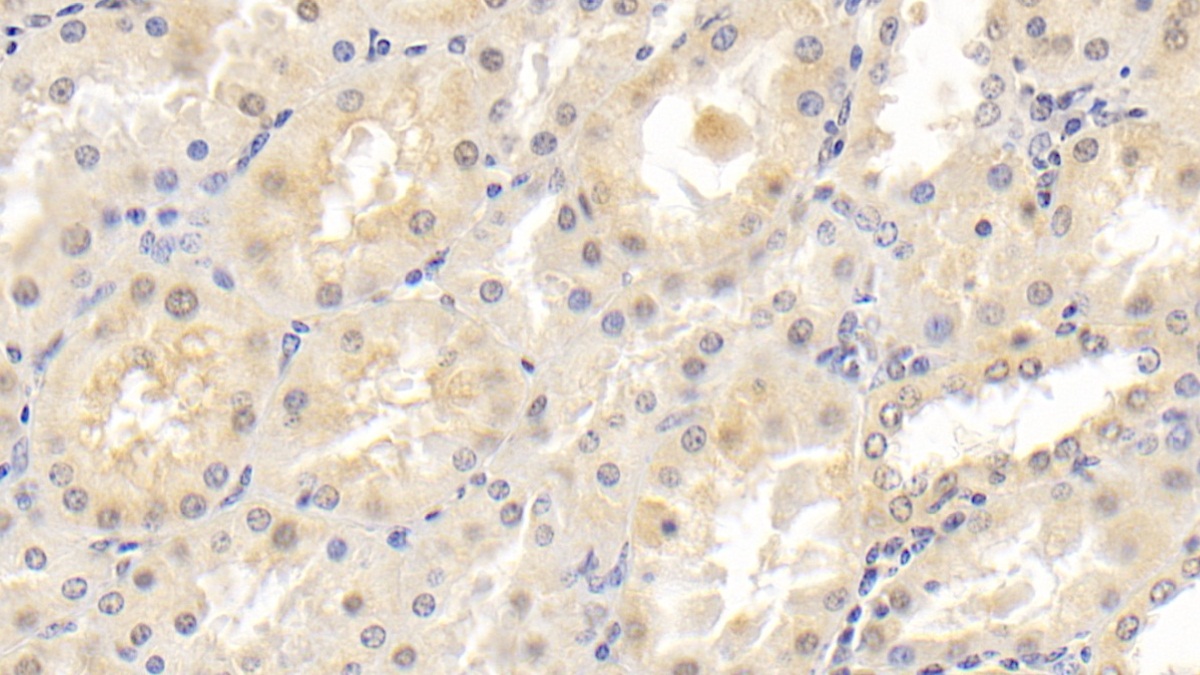 Monoclonal Antibody to Neurotrophin 3 (NT3)