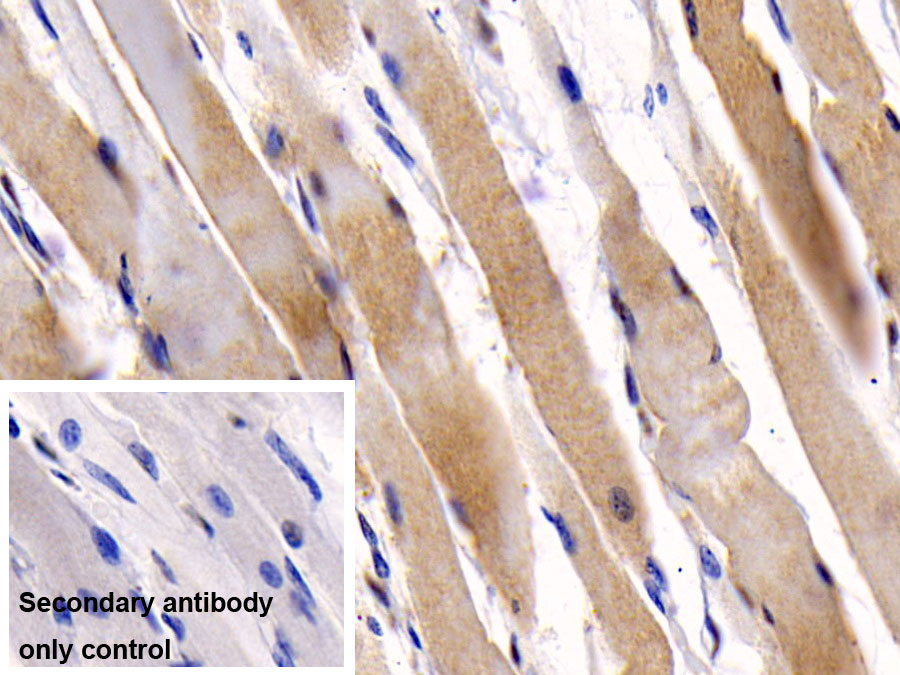 Monoclonal Antibody to Osteocalcin (OC)