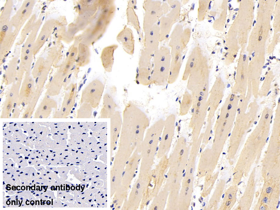 Monoclonal Antibody to Hypoxia Inducible Factor 1 Alpha (HIF1a)