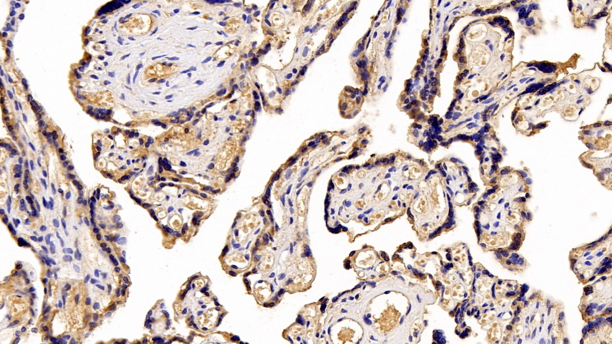 Monoclonal Antibody to Placental Lactogen (PL)