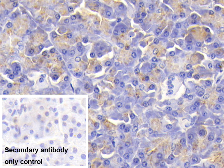 Monoclonal Antibody to Salivary Alpha Amylase (AMY1A)