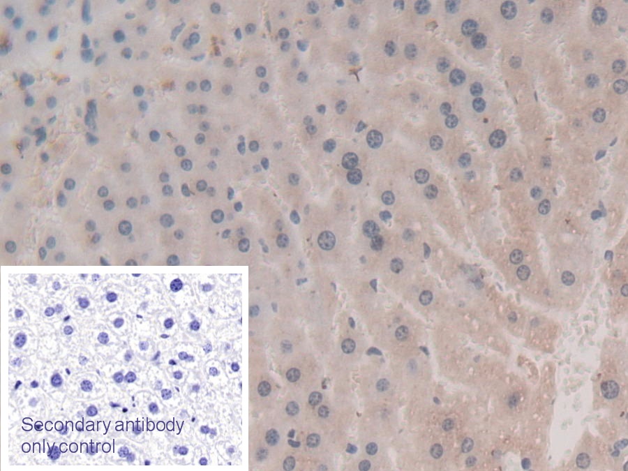 Monoclonal Antibody to Apolipoprotein A5 (APOA5)