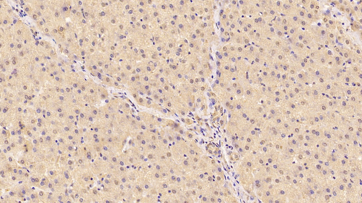 Monoclonal Antibody to Cerebral Dopamine Neurotrophic Factor (CDNF)