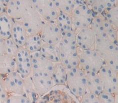 Polyclonal Antibody to Platelet/Endothelial Cell Adhesion Molecule (PECAM1)