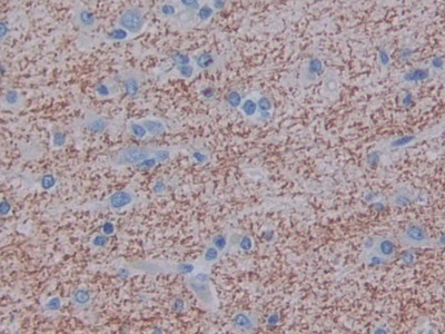 Polyclonal Antibody to Myelin Associated Glycoprotein (MAG)
