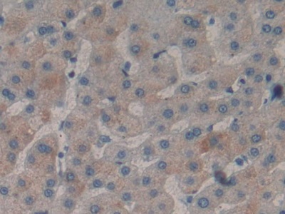 Polyclonal Antibody to Stromal Cell Derived Factor 2 (SDF2)