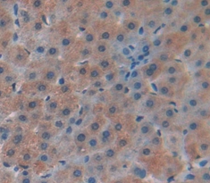 Polyclonal Antibody to Macrophage Inflammatory Protein 5 (MIP5)
