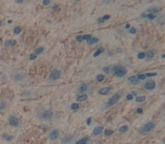 Polyclonal Antibody to Nitric Oxide Synthase 1, Neuronal (NOS1)