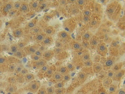 Polyclonal Antibody to Placental Cadherin (P-cadherin)