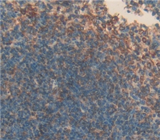 Polyclonal Antibody to Cluster Of Differentiation 42b (CD42b)