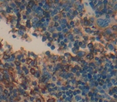 Polyclonal Antibody to Tumor Necrosis Factor Ligand Superfamily, Member 7 (TNFSF7)