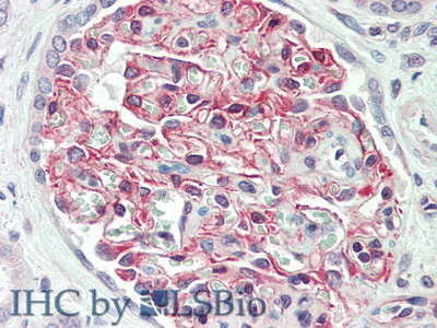 Polyclonal Antibody to Granulin (GRN)
