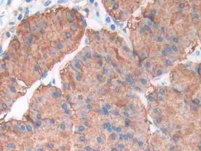 Polyclonal Antibody to Lipase, Gastric (LIPF)