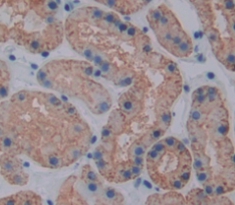 Polyclonal Antibody to Transcription Factor A, Mitochondrial (TFAM)