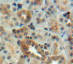 Polyclonal Antibody to Early Endosome Antigen 1 (EEA1)