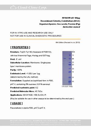 Selectin--Endothelium--SELE--rP90029Po02.pdf