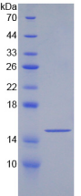 Active Growth Differentiation Factor 6 (GDF6)