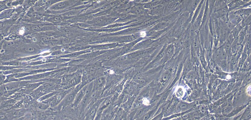 Primary Rabbit Thymic Fibroblasts (TF)