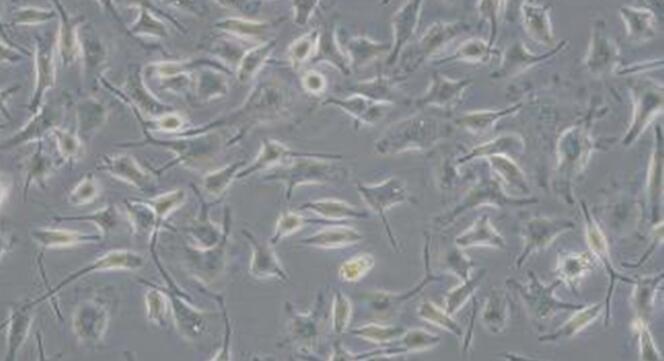 Primary Canine Microglia Cells (MC)