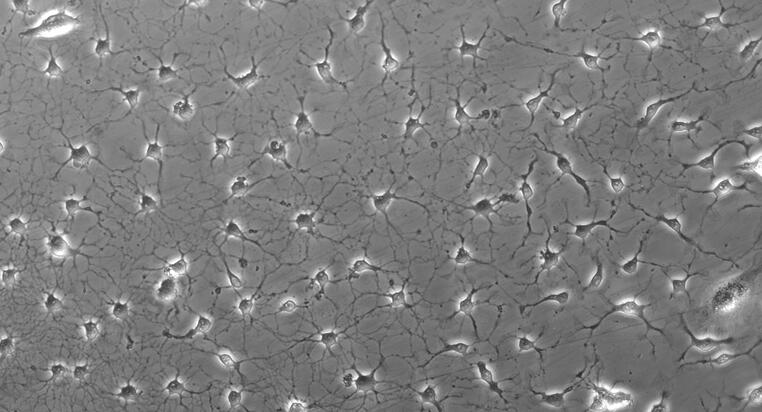 Primary Mouse Microglia Cells (MC)
