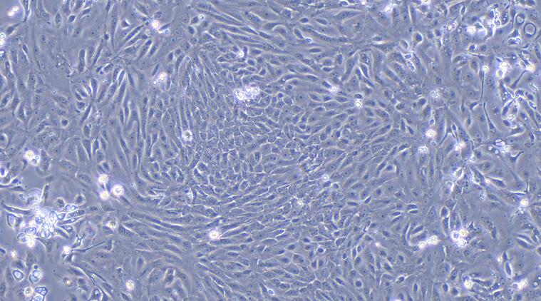Primary Canine Urothelial Cells (UC)