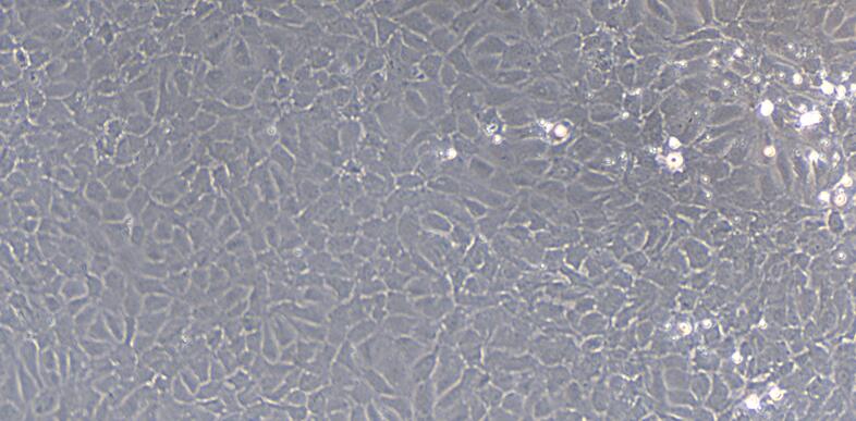Primary Rat Tracheal Epithelial Cells (TEC)