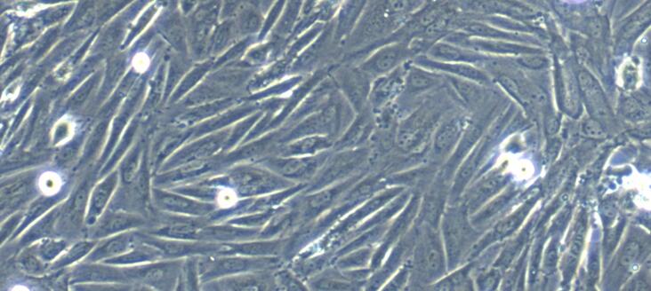 Primary Caprine Esophageal Smooth Muscle Cells (ESMC)