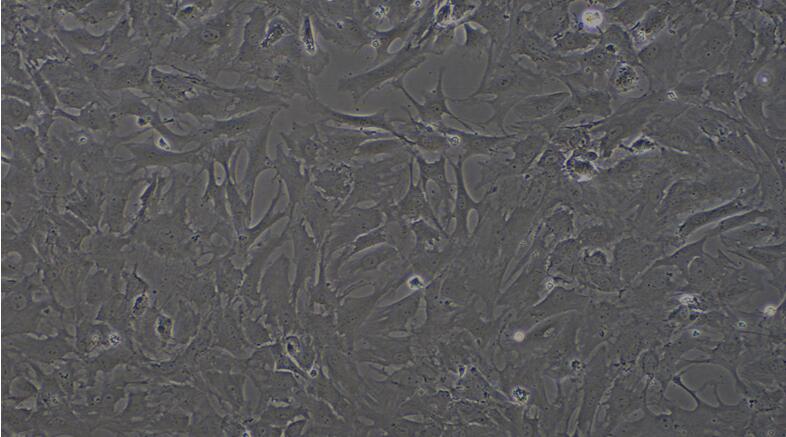 Primary Caprine Synovial Cells (SYC)