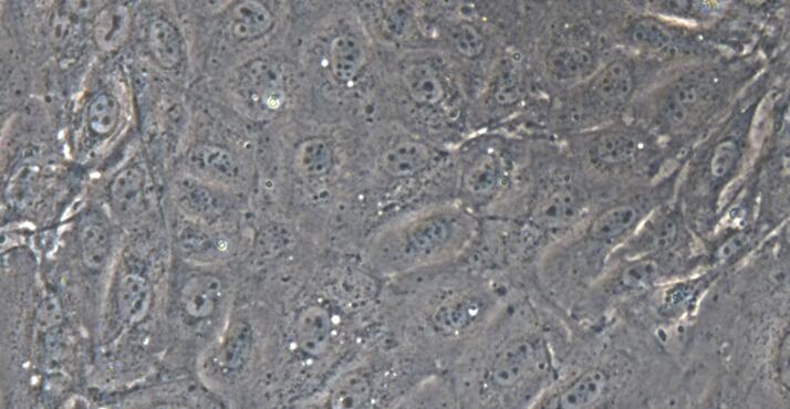 Primary Caprine Bladder Epithelial Cells (BEC)