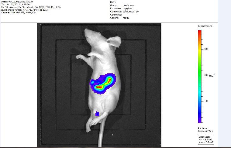 Mouse Model for Tumor Transplantation (TT)