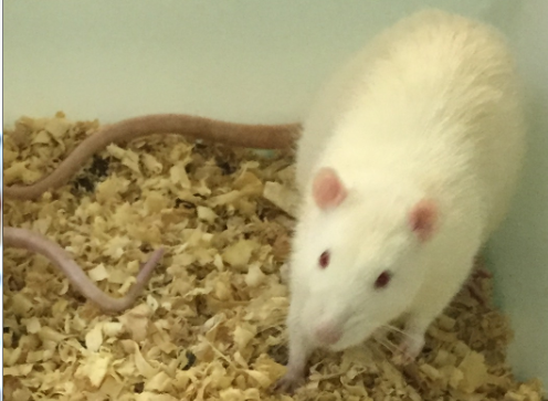 Rat Model for Emphysema
