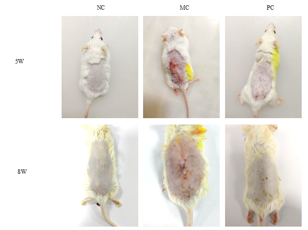 Mouse Model for Skin Photoaging (SP)
