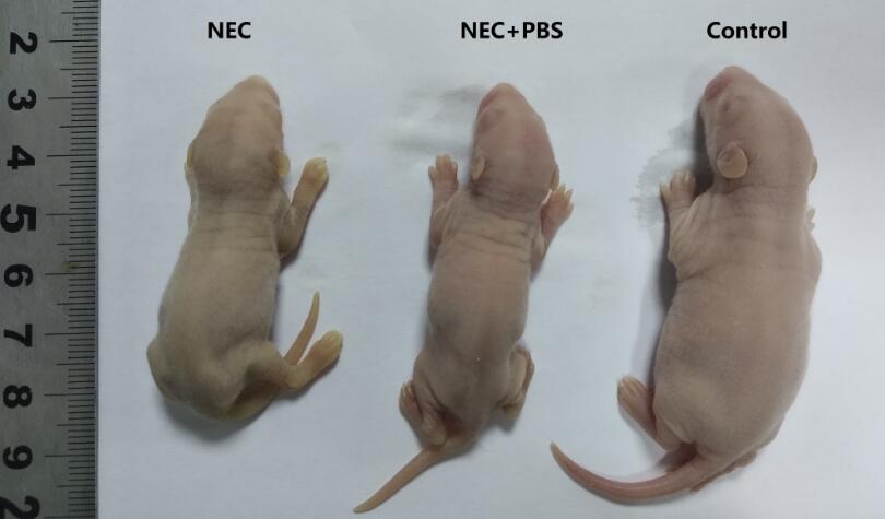 Rat Model for Necrotizing Enterocolitis (NEC)