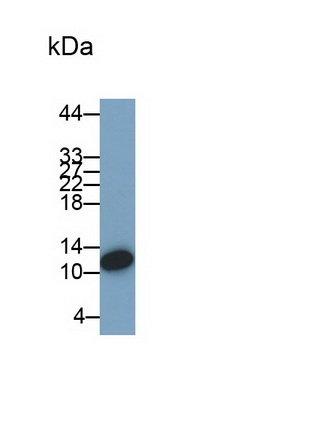 Monoclonal Antibody to Macrophage Inflammatory Protein 1 Alpha (MIP1a)