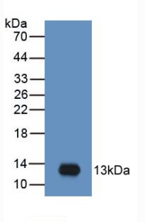 Monoclonal Antibody to Macrophage Inflammatory Protein 3 Alpha (MIP3a)