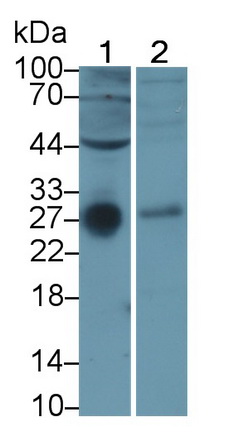 Monoclonal Antibody to Tumor Necrosis Factor Receptor Superfamily, Member 10C (TNFRSF10C)