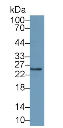 Monoclonal Antibody to Interferon Alpha 2 (IFNa2)